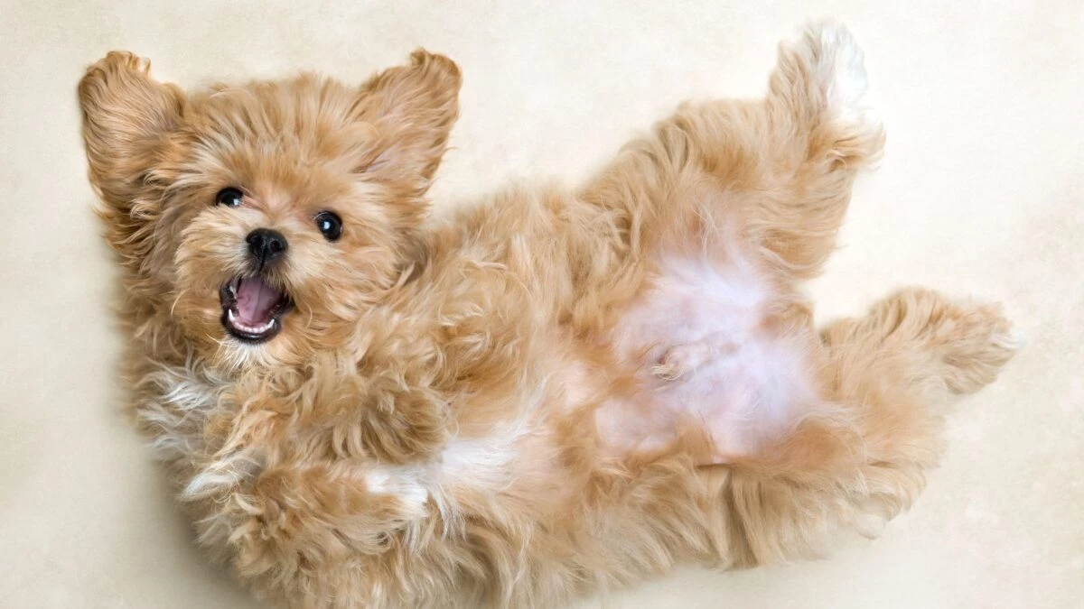 🐕 Chico, pelo largo (3 a 10 kg) Precio desde...